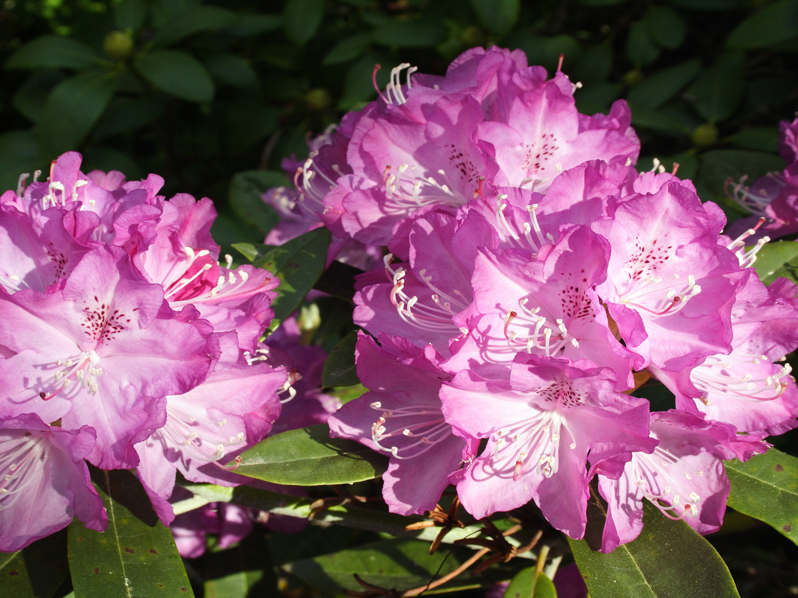 Taranaki Rhododendron Festival - Zealandier Tours